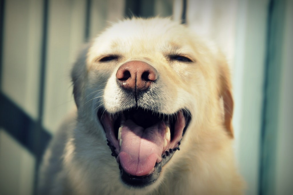 訓練師私房秘笈 4招找到伴你幸福的「好狗」