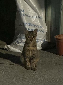 滋滋