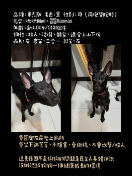 咪咪、冒冒