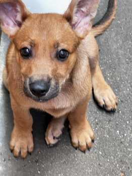 小黃狗