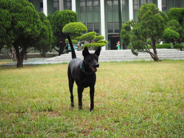 害羞安靜的鐵鍊 歡迎認養