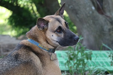 親人偽狼犬北咖找家