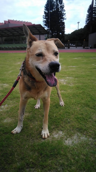 中原大學動物服務社校園認養犬