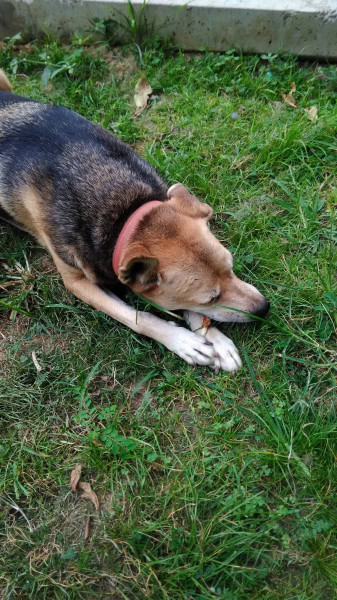 中原大學動物服務社校園認養犬