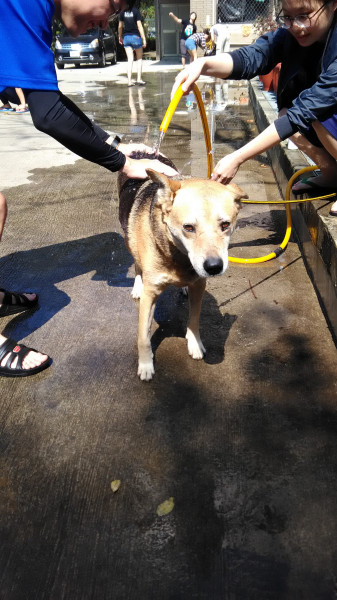 中原大學動物服務社校園認養犬