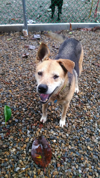 中原大學動物服務社校園認養犬