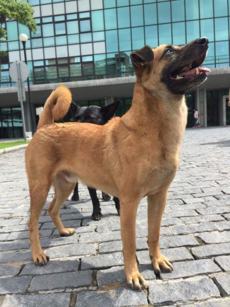 中原大學動物服務社校園認養犬