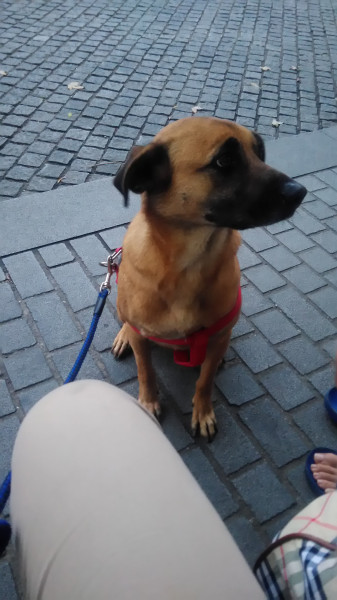中原大學動物服務社校園認養犬