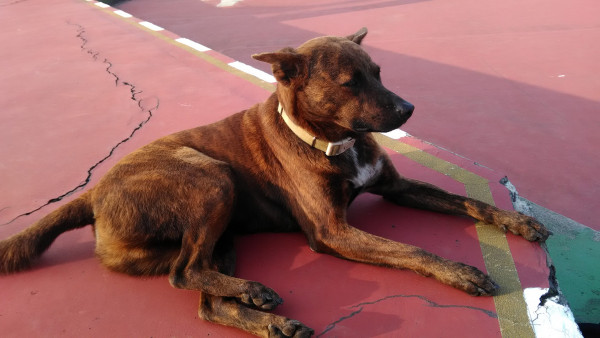 中原大學動物服務社校園認養犬