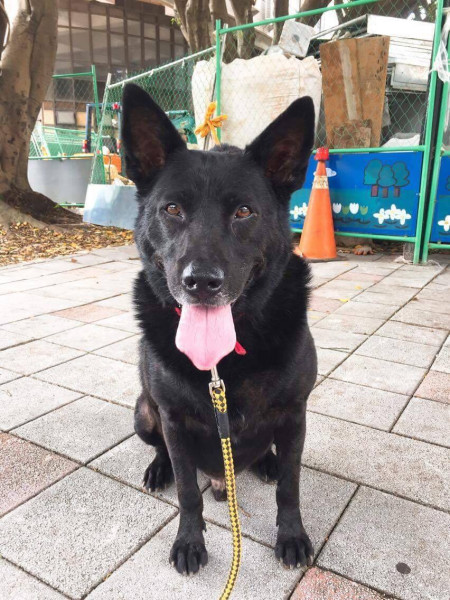 中原大學動物服務社校園認養犬