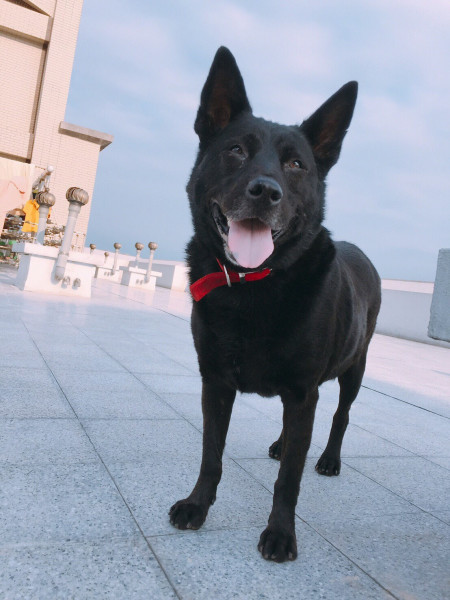 中原大學動物服務社校園認養犬