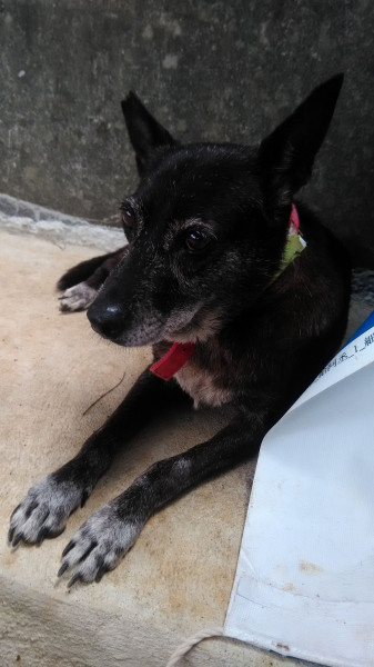 中原大學動物服務社校園認養犬