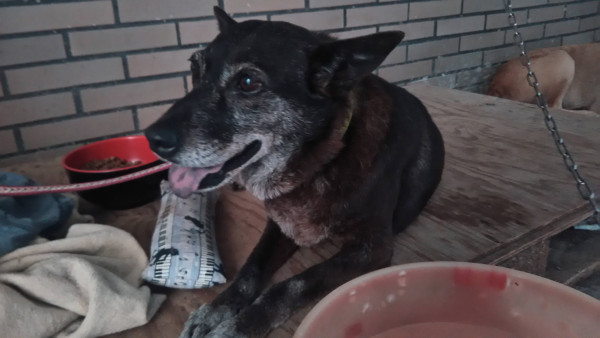 中原大學動物服務社校園認養犬