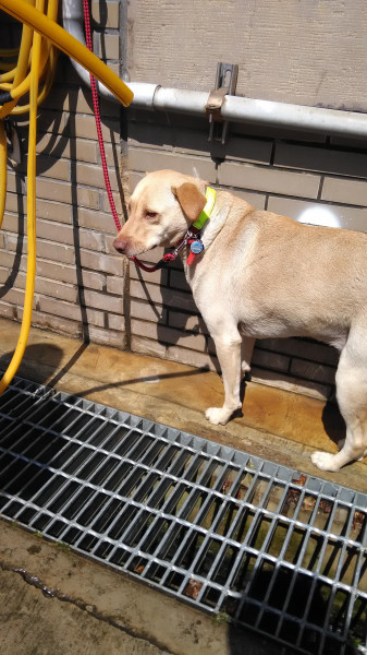 中原大學動物服務社校園認養犬