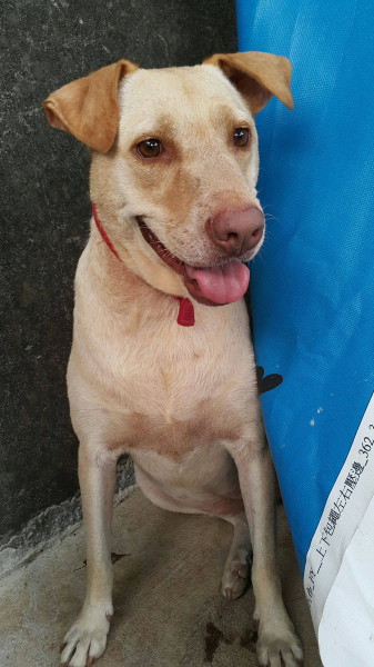 中原大學動物服務社校園認養犬