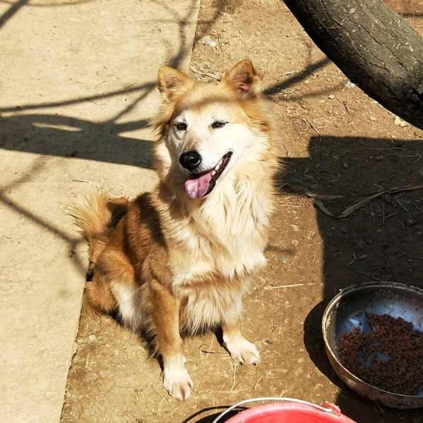 混黃金獵犬-原來是美男