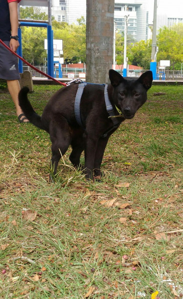 送養成犬by國立中興大學關懷生命社