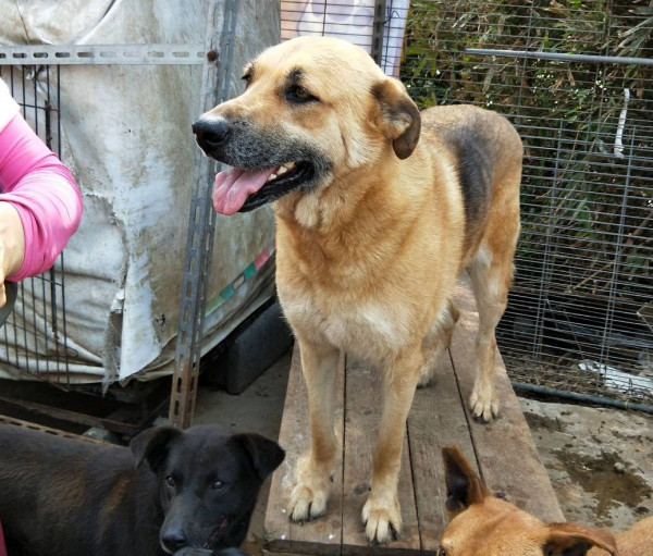 溫馴的混狼犬