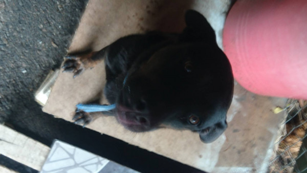 校園流浪犬送養 by國立聯合大學動保社
