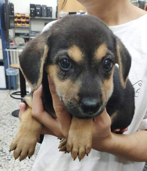 可愛米克斯幼犬 / 兩個月/ 公 