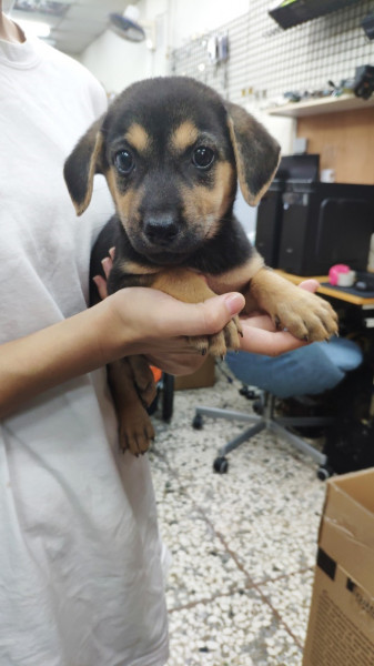 可愛米克斯幼犬 / 兩個月/ 公 