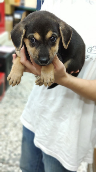 可愛米克斯幼犬 / 兩個月/ 公 