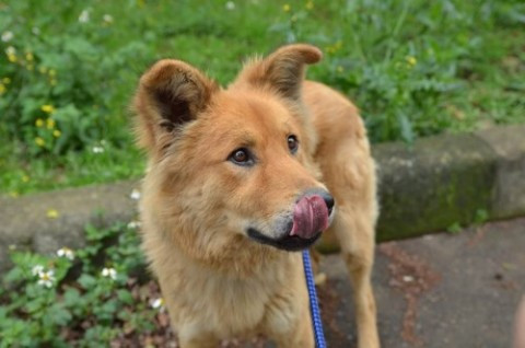 帥氣的大型犬萊恩 歡迎認養!