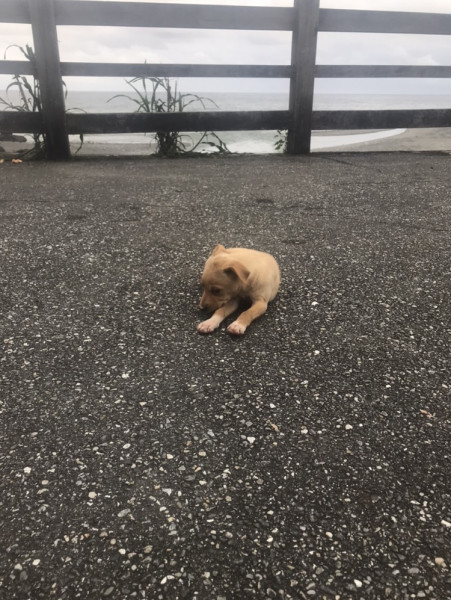 米克斯幼犬 尋找認養人