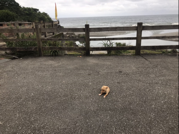 米克斯幼犬 尋找認養人