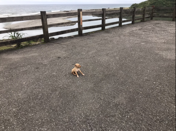 米克斯幼犬 尋找認養人