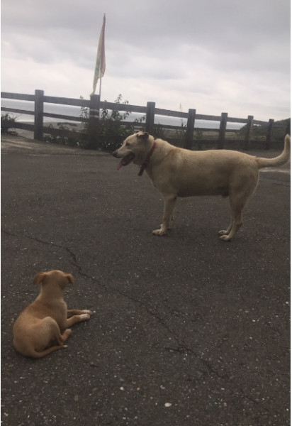 米克斯幼犬 尋找認養人