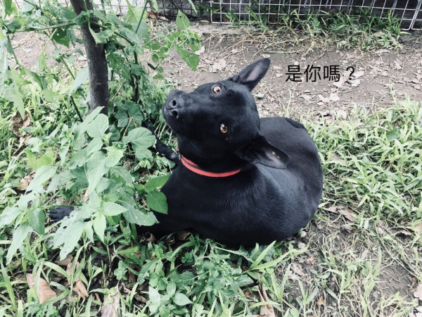 忠犬煎餃哥