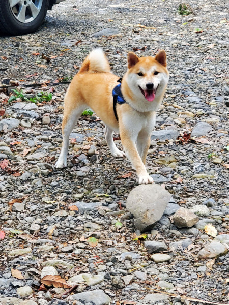 送養2歲柴犬