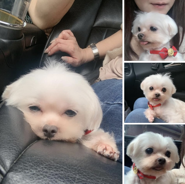 瑪爾濟斯送養