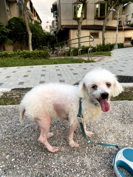 小型犬送養 白色馬爾濟斯混貴賓