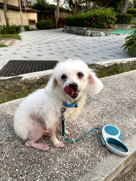 小型犬送養 白色馬爾濟斯混貴賓