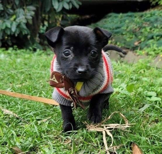 寒風中存活的小幼犬 歡迎認養