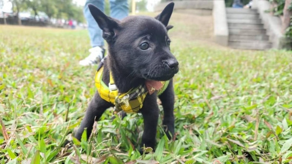 寒風中存活的小幼犬 歡迎認養