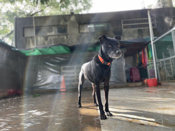 小熊想要有個家