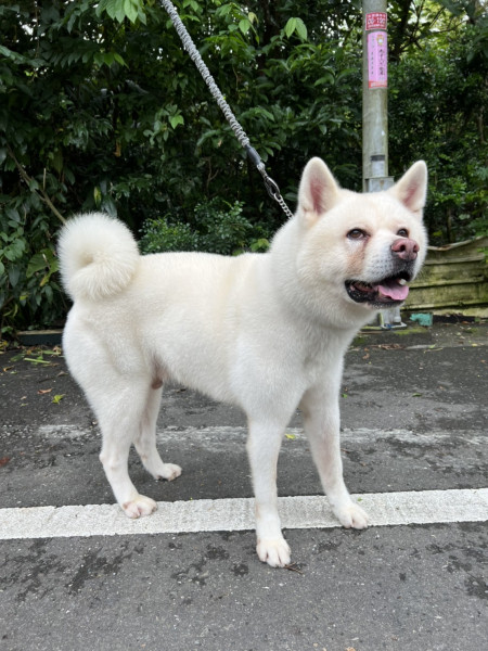 白色秋田成犬