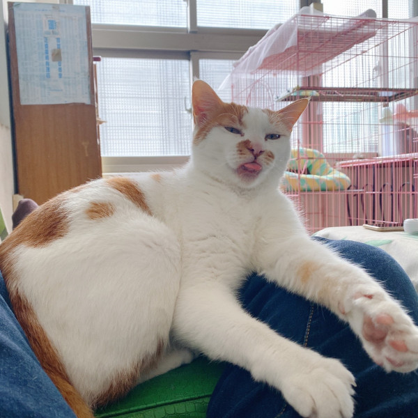 多話黏人的肥白橘貓需要人陪伴穩聊