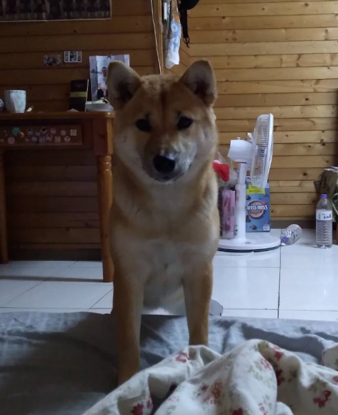柴犬認養