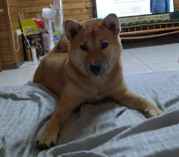 柴犬認養