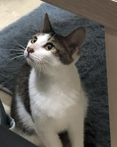 公貓送養