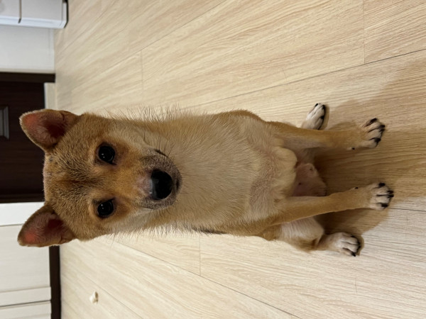 柴犬