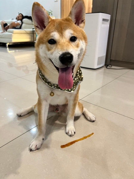 可愛柴犬