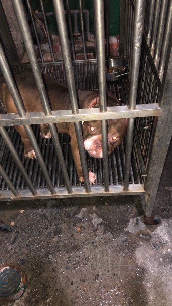 惡霸犬