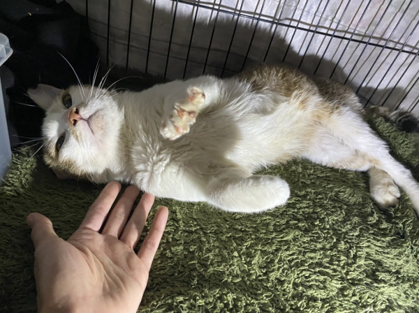 可愛萌萌貓找幸福