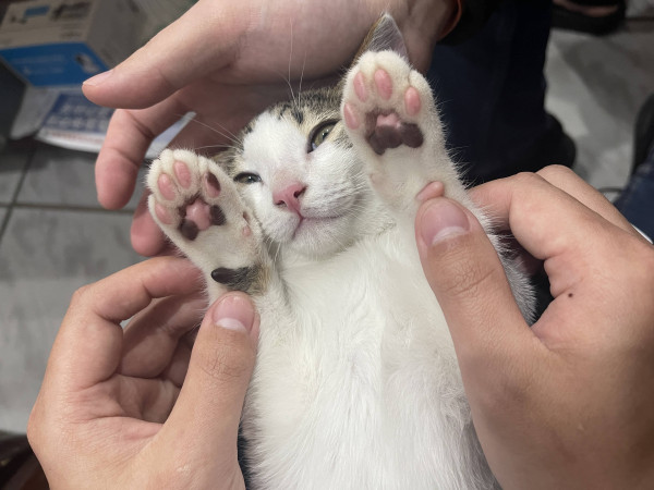 親人愛玩小虎斑