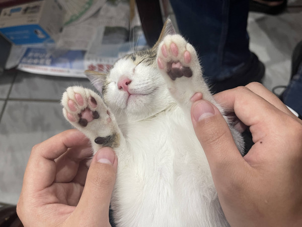 親人愛玩小虎斑